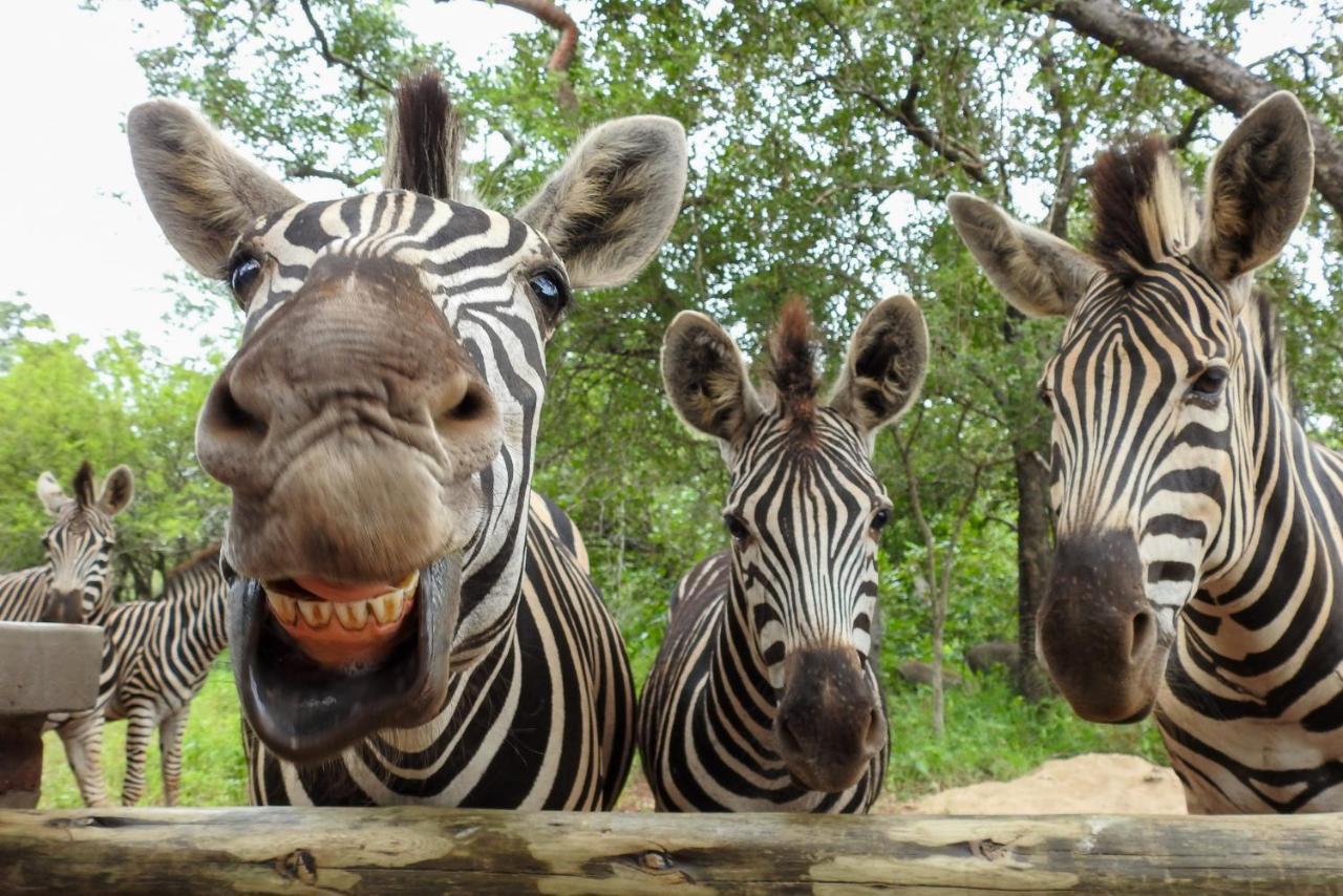 Kruger'S Retreat House & Kruger'S Rest Studio Marloth Park Luaran gambar